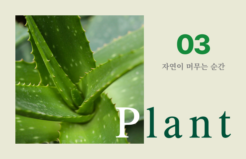 2026년 3월 이달의 식물