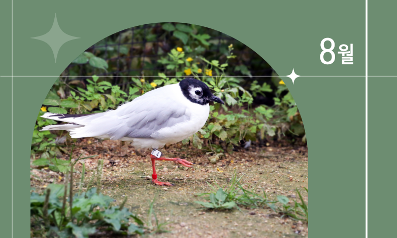 8월 이달의 동물