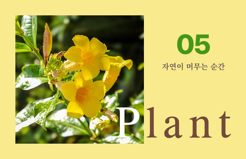 2026년 5월 이달의 식물