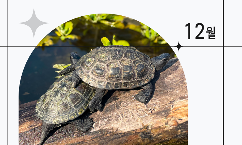 12월 이달의 동물 