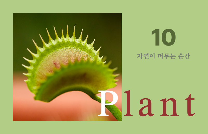 10월 이달의 식물 
