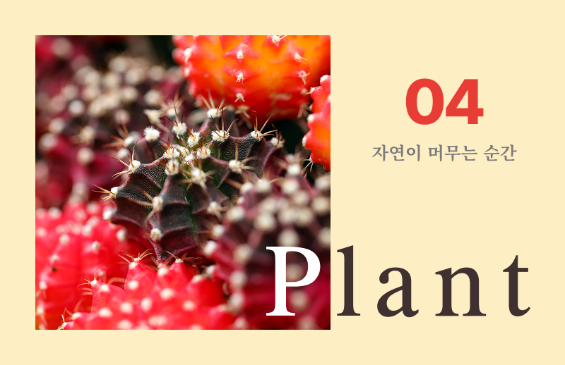 2026년 4월 이달의 식물