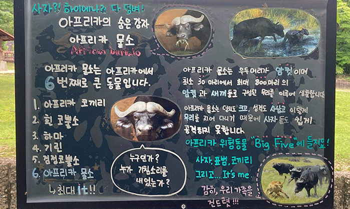 아프리카의 숨은 강자! 아프리카 물소