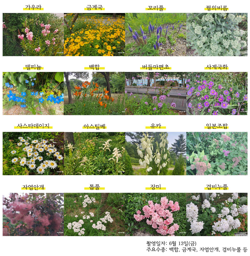 대공원 개화현황 0613
