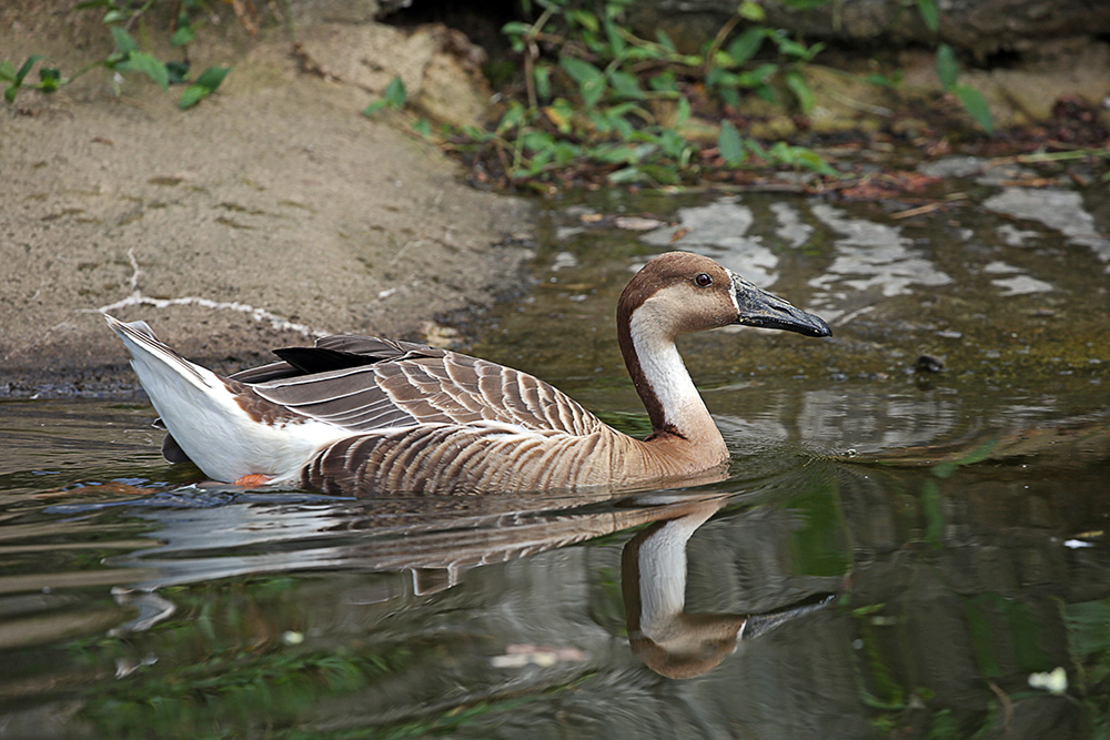 ‘Gary’, in big water bird habitat, animal of the month of August