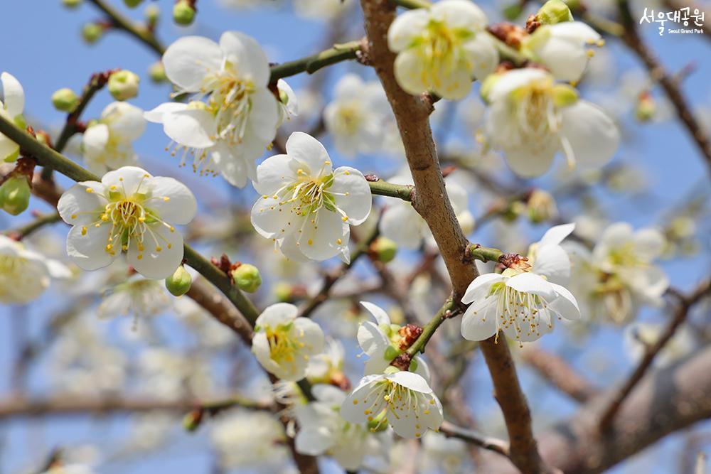 ‘Spring’ has returned to Seoul Grand Park 