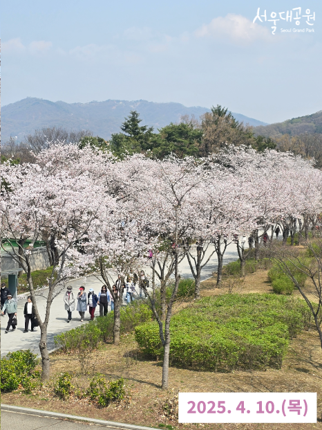 0410 벚꽃