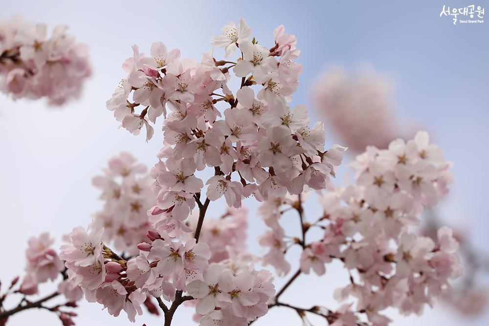 Time for Cheery Blossoms in Grand Park