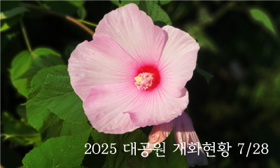 2025 대공원 개화현황_0728