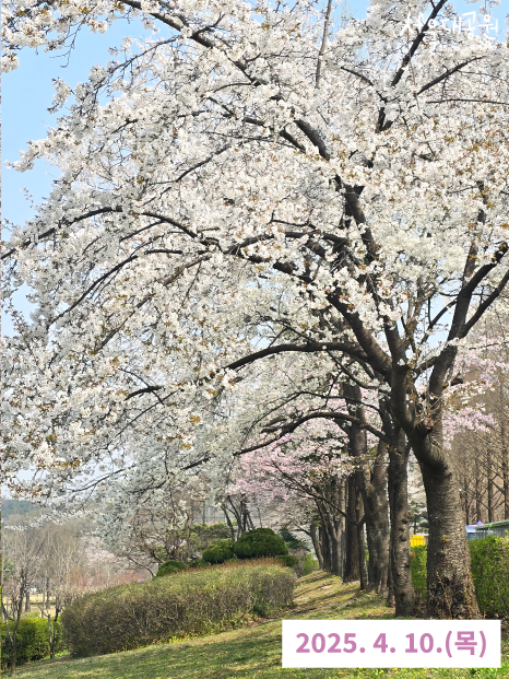 0410 벚꽃