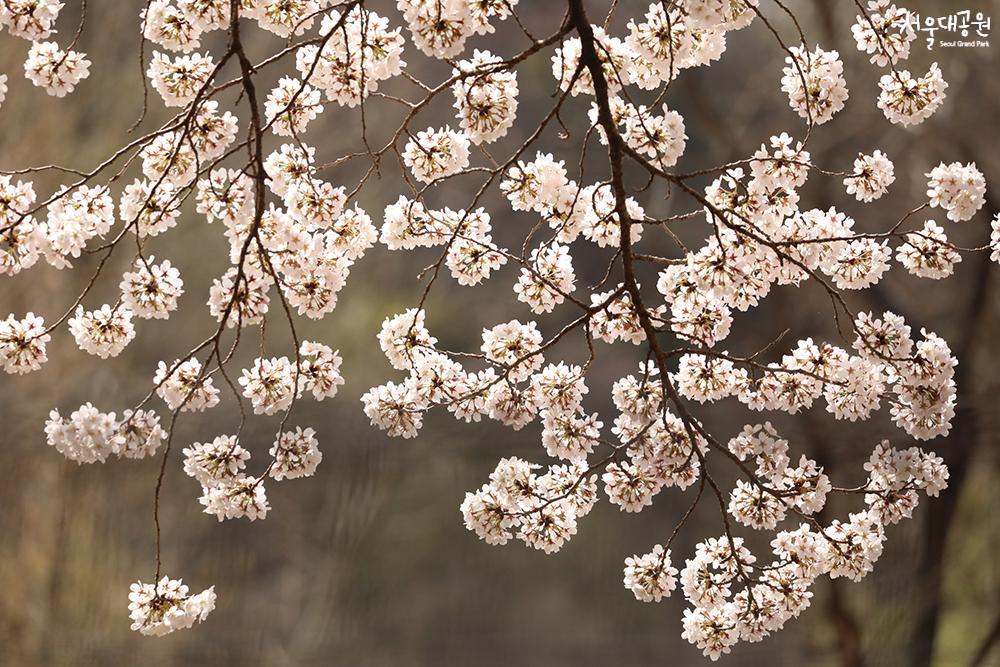 Scene of cherry blossoms at its peak in Seoul Gran