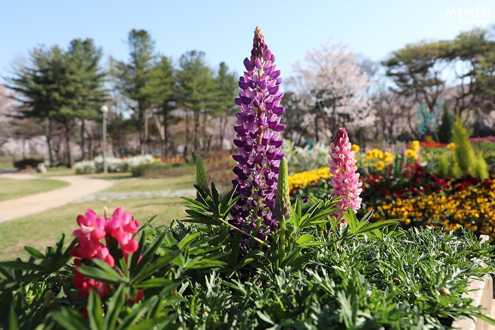 Spring flowers in full bloom, theme garden, garden