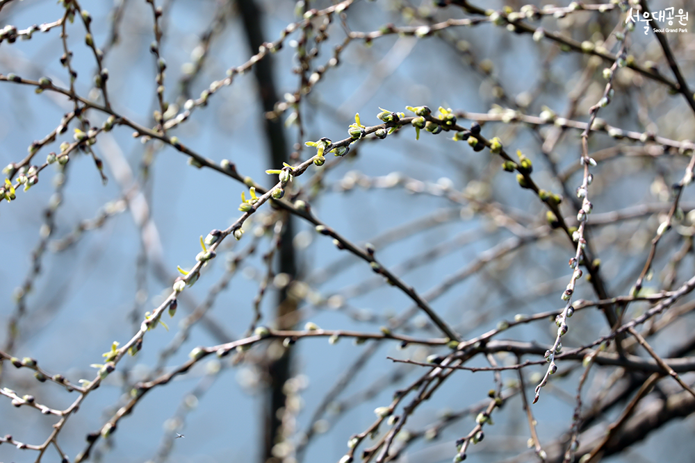 'Willow tree' Plant of the month for March 