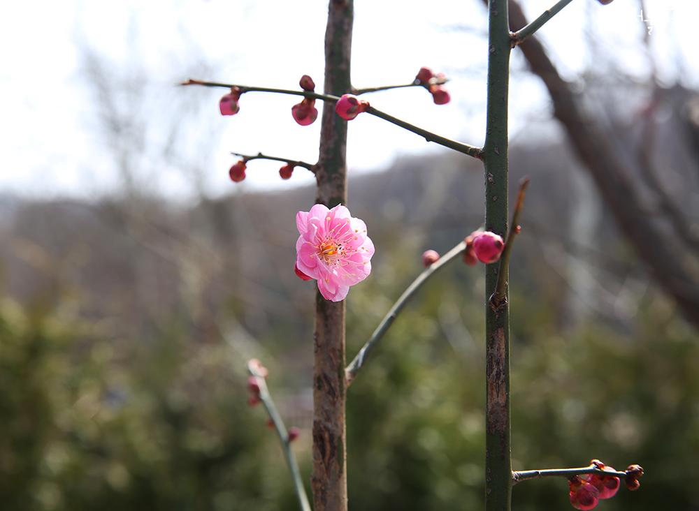 ‘Spring’ has returned to Seoul Grand Park 