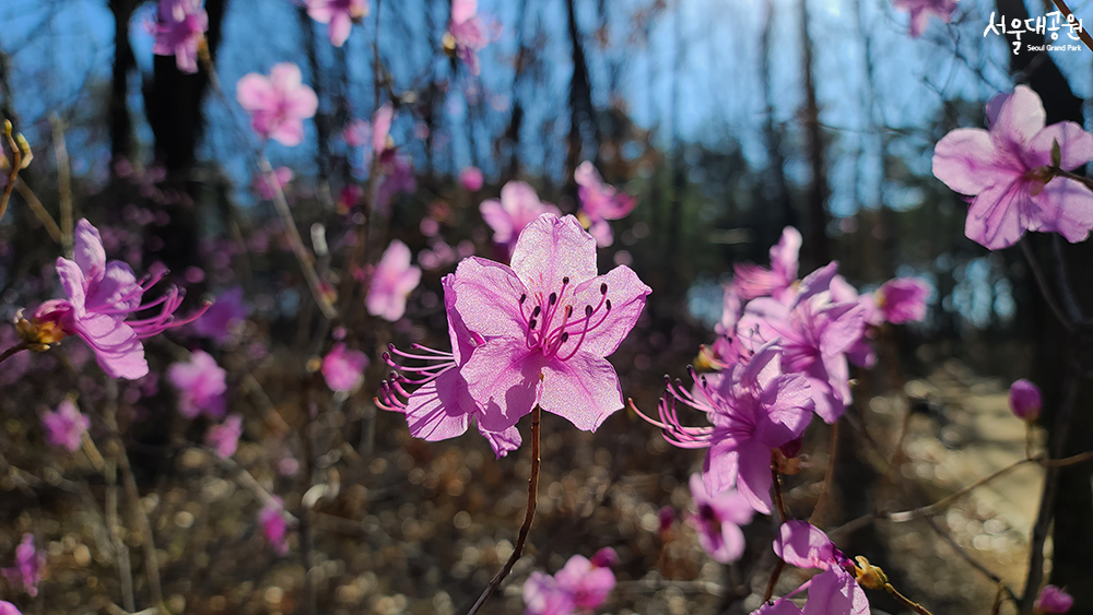 ‘Spring’ has returned to Seoul Grand Park 