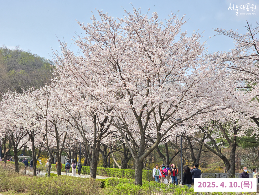 0410 벚꽃