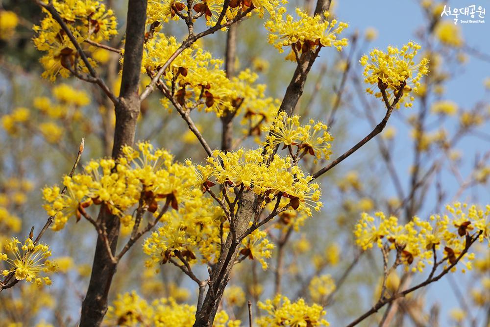 ‘Spring’ has returned to Seoul Grand Park 