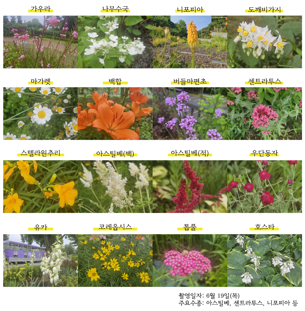대공원 개화현황 0619