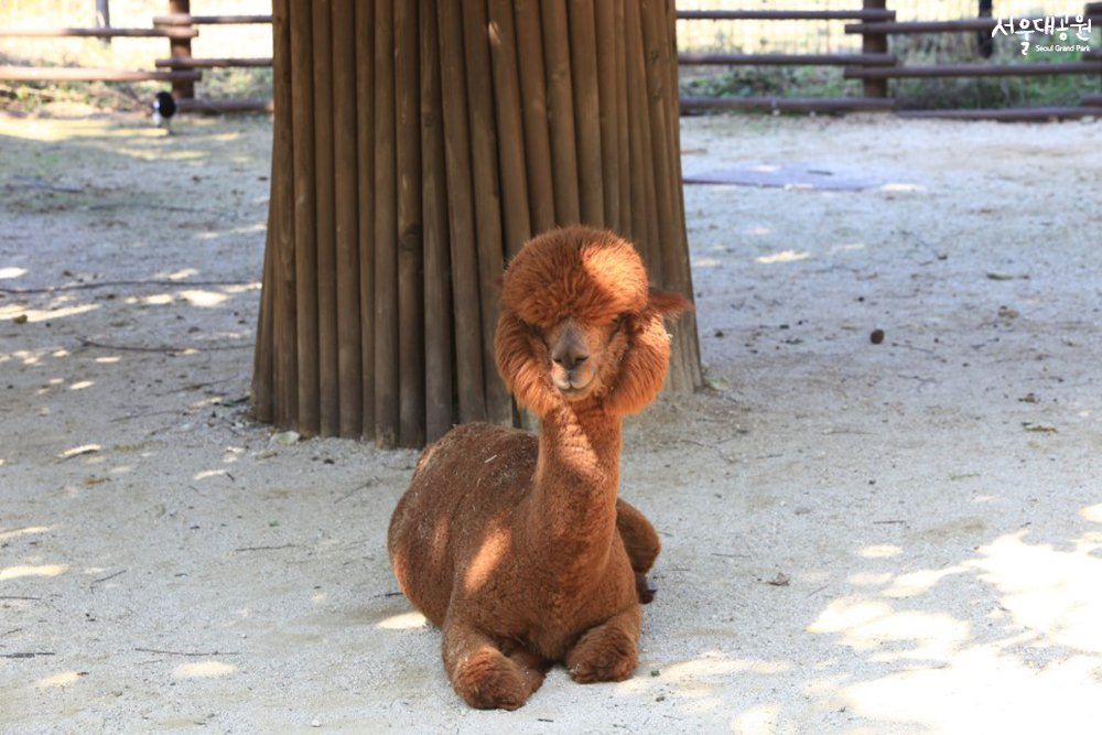 A warm spring day in Children’s Zoo 