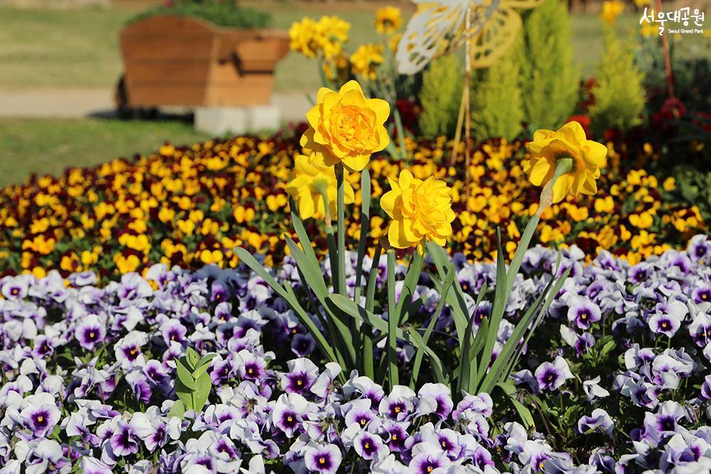 Spring flowers in full bloom, theme garden, garden