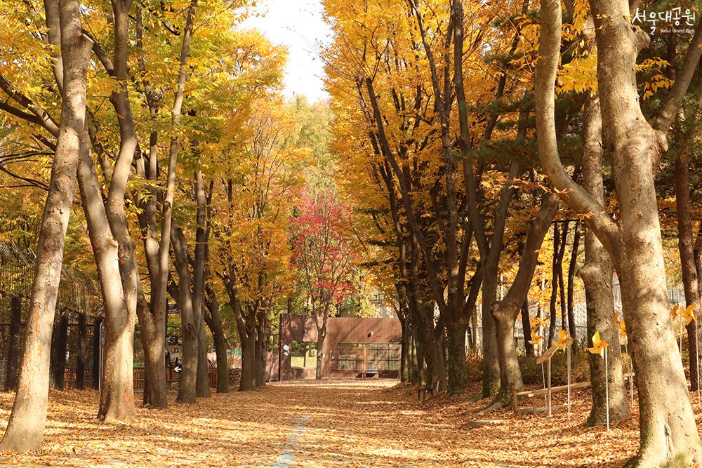 首尔大公园秋景