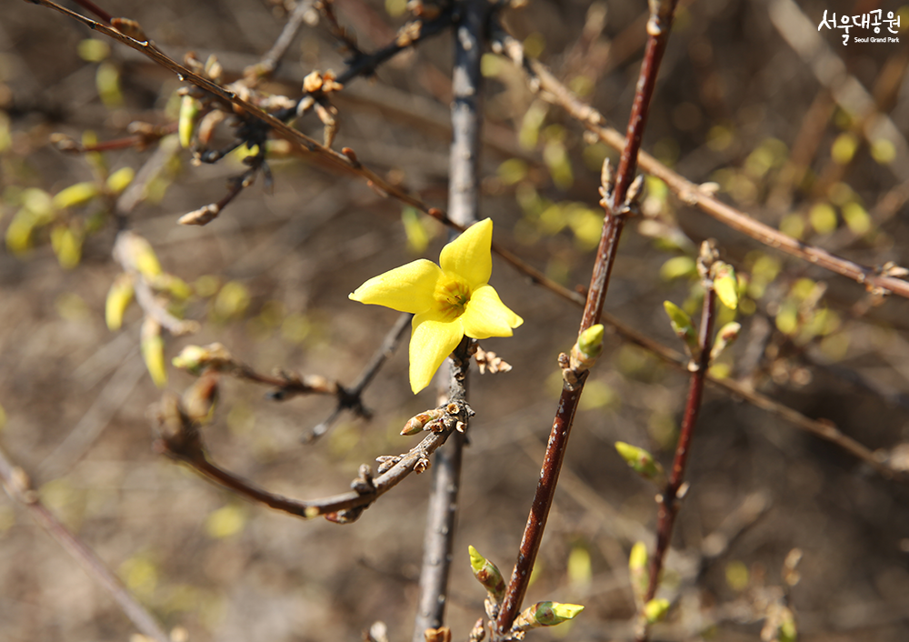 ‘Spring’ has returned to Seoul Grand Park 