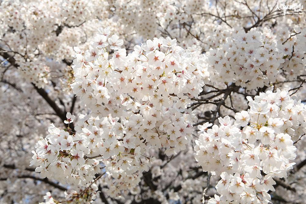 Scene of cherry blossoms at its peak in Seoul Gran