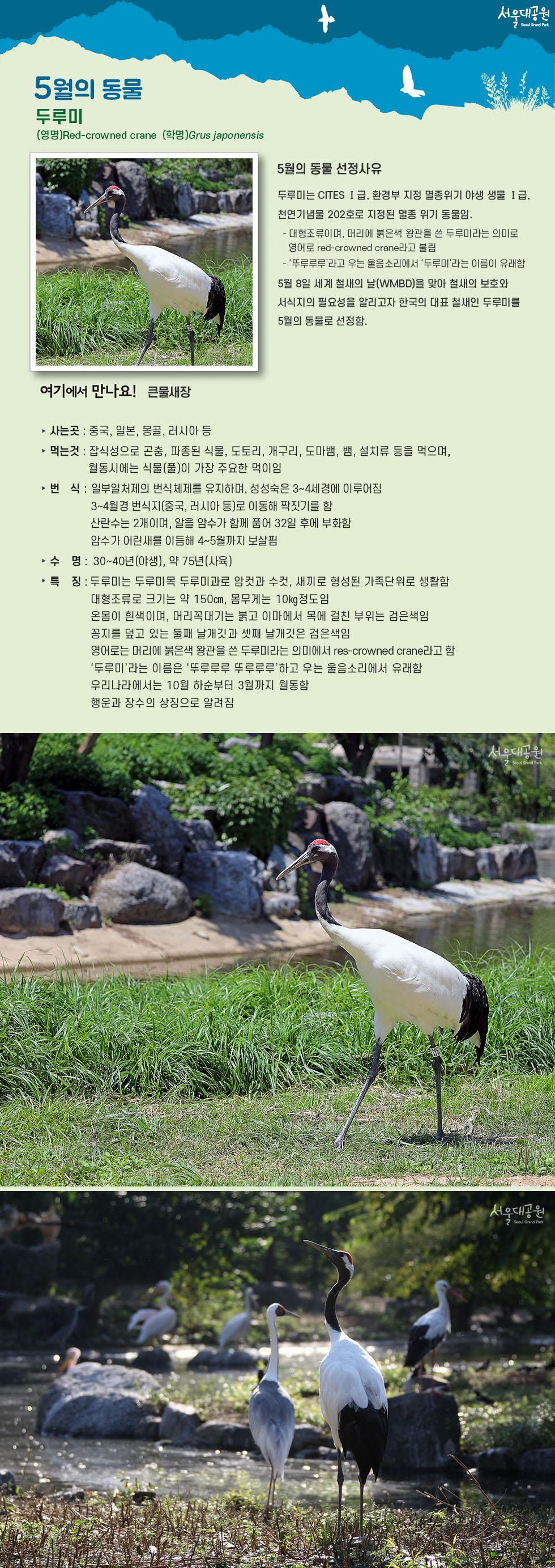 Animal of the month for May 'Red-crowned crane' 