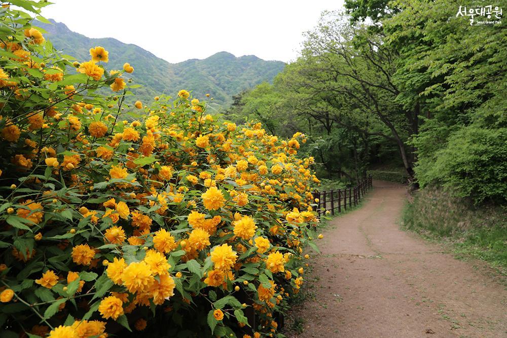 5月，适合散步的“森林浴道”