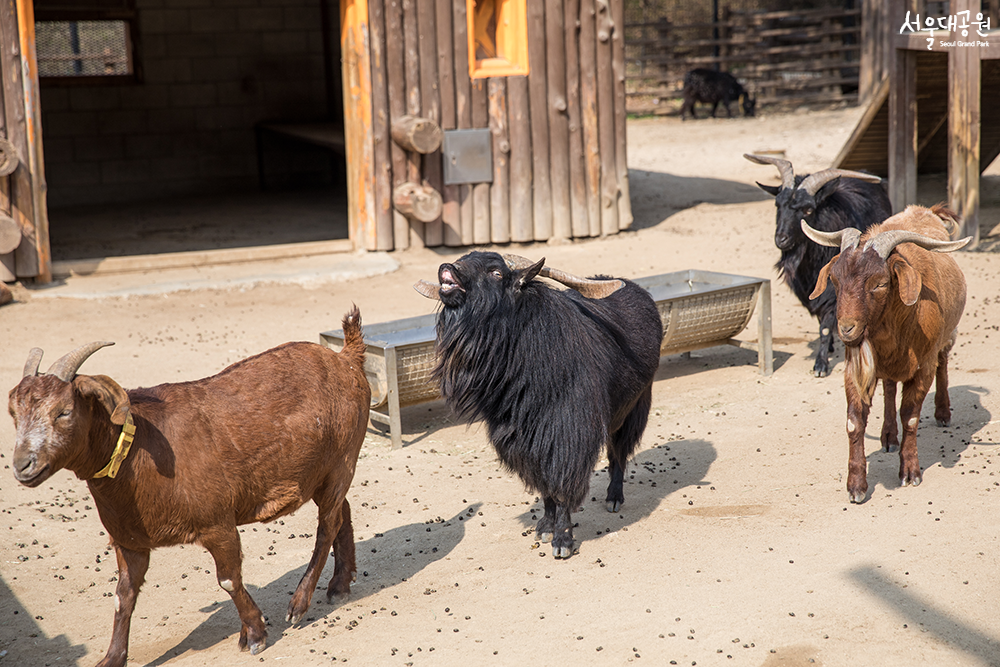 A warm spring day in Children’s Zoo 