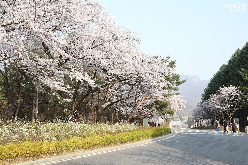 Scene of cherry blossoms at its peak in Seoul Gran