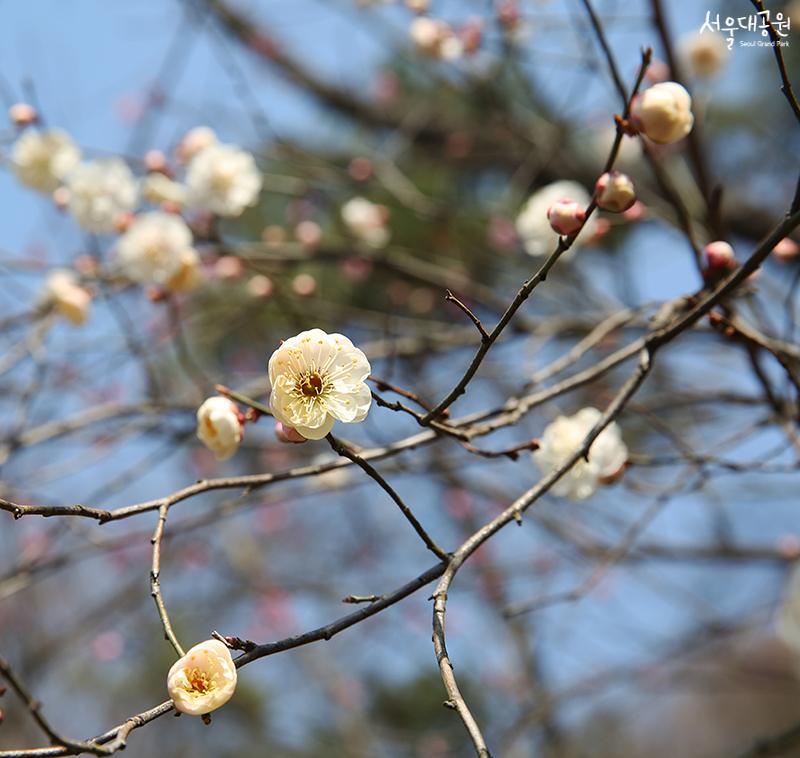 ‘Spring’ has returned to Seoul Grand Park 