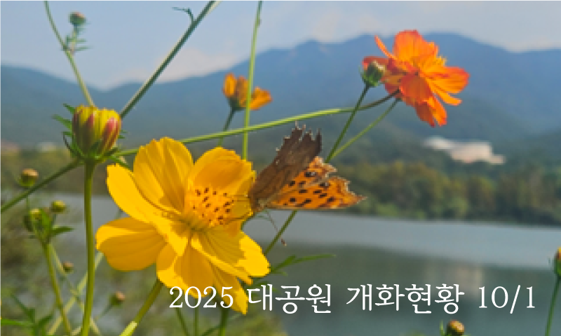 2025 대공원 개화현황_0728