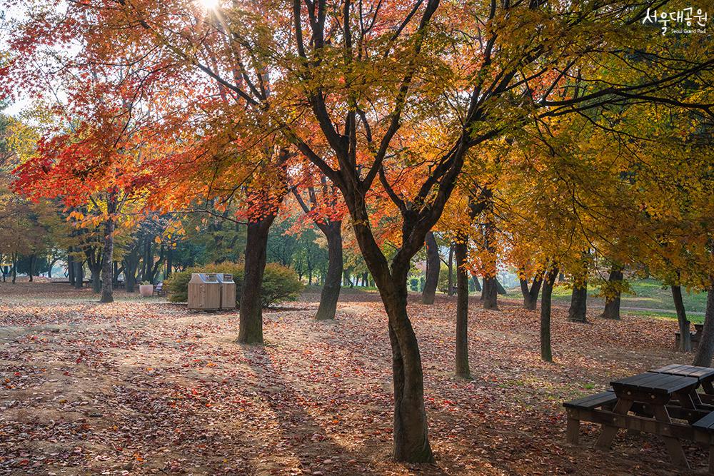 단풍맛집! 서울대공원 가을풍경 2탄! 대공원 풍경