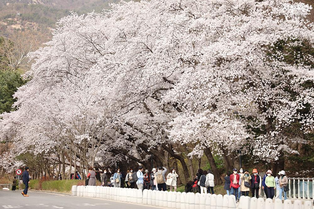 Scene of cherry blossoms at its peak in Seoul Gran