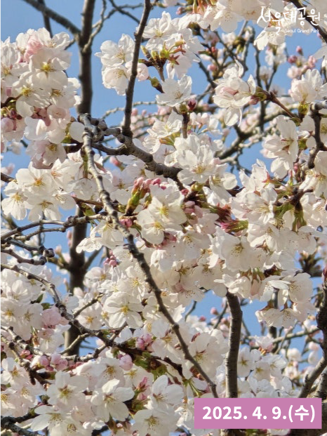 0409 벚꽃