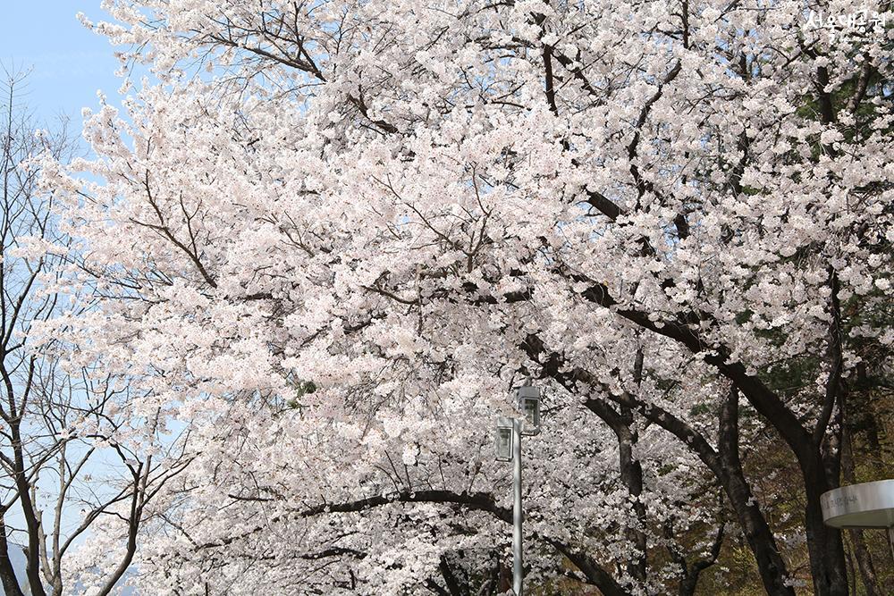 Scene of cherry blossoms at its peak in Seoul Gran