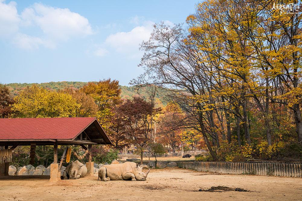 단풍맛집! 서울대공원 가을풍경 1탄! 동물원 풍경