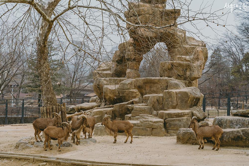 Winter scenery at the zoo