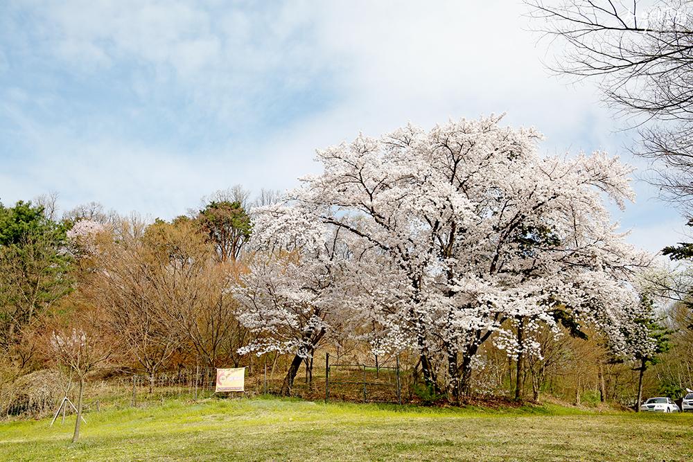 만개한 벚꽃 풍경