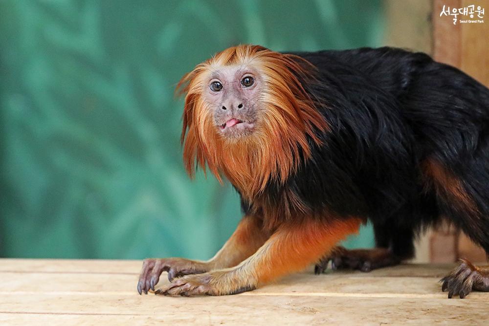 Golden-headed lion tamarin, a new family in Latin 