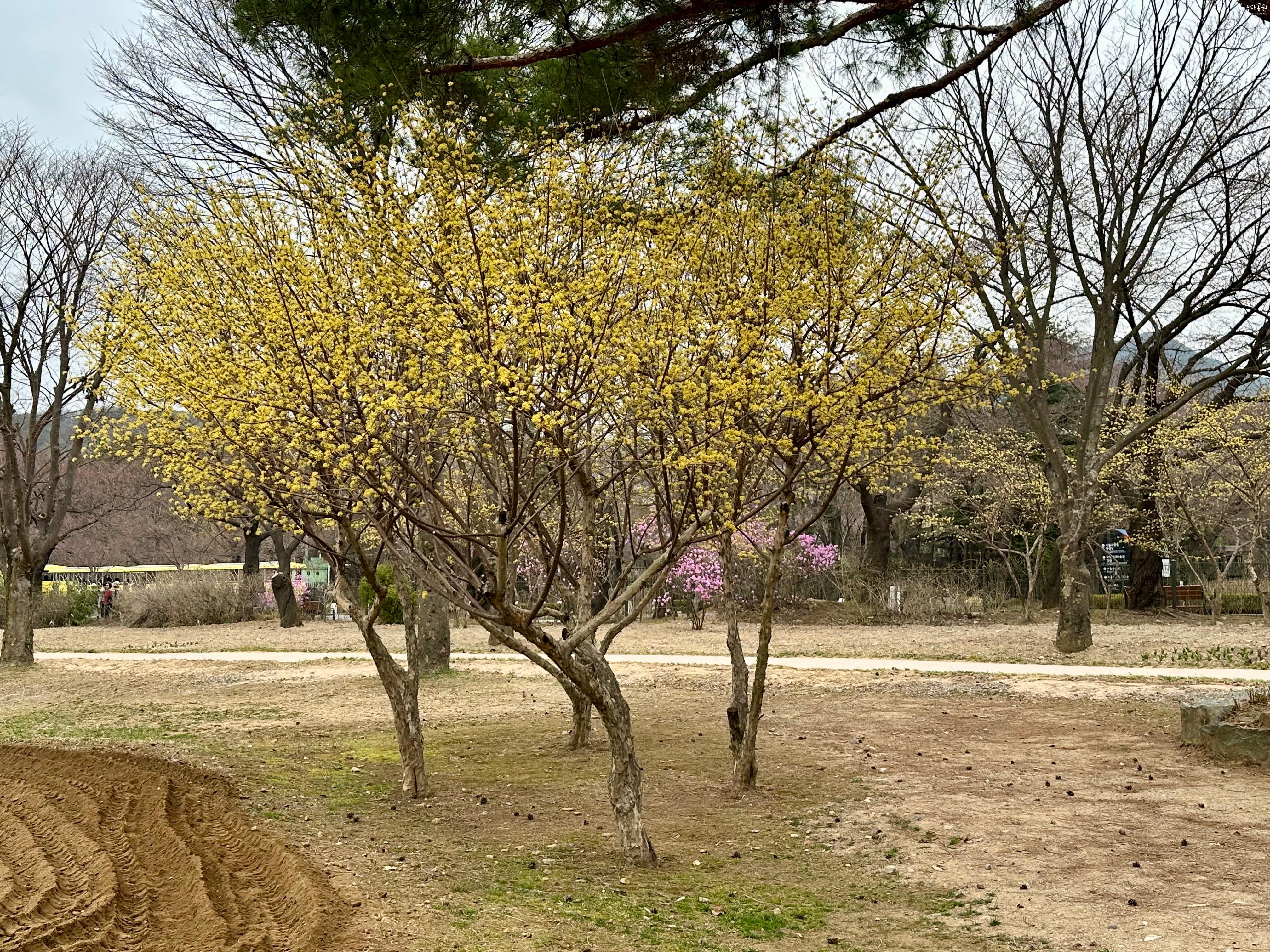 산수유2
