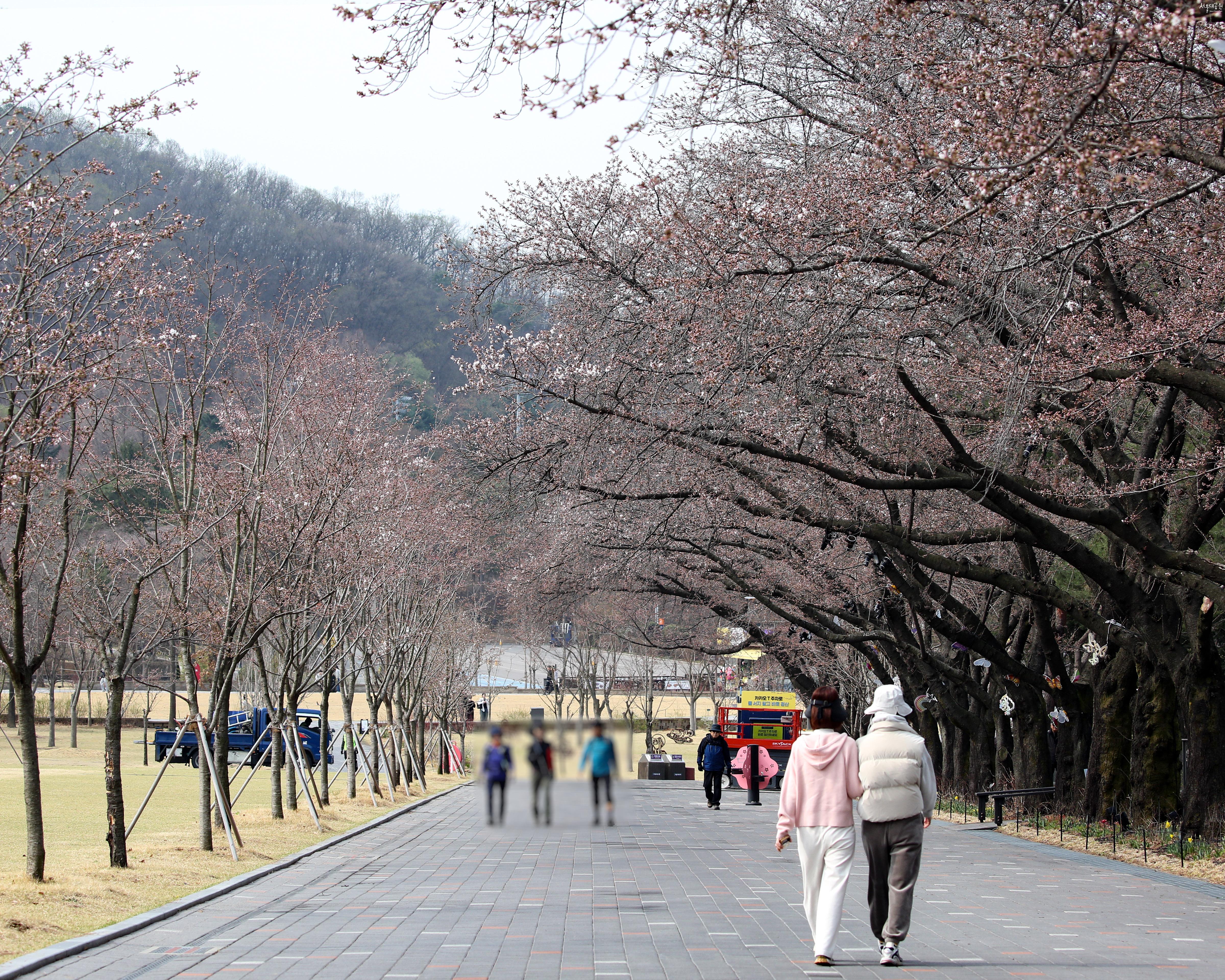 0401 벚꽃 2