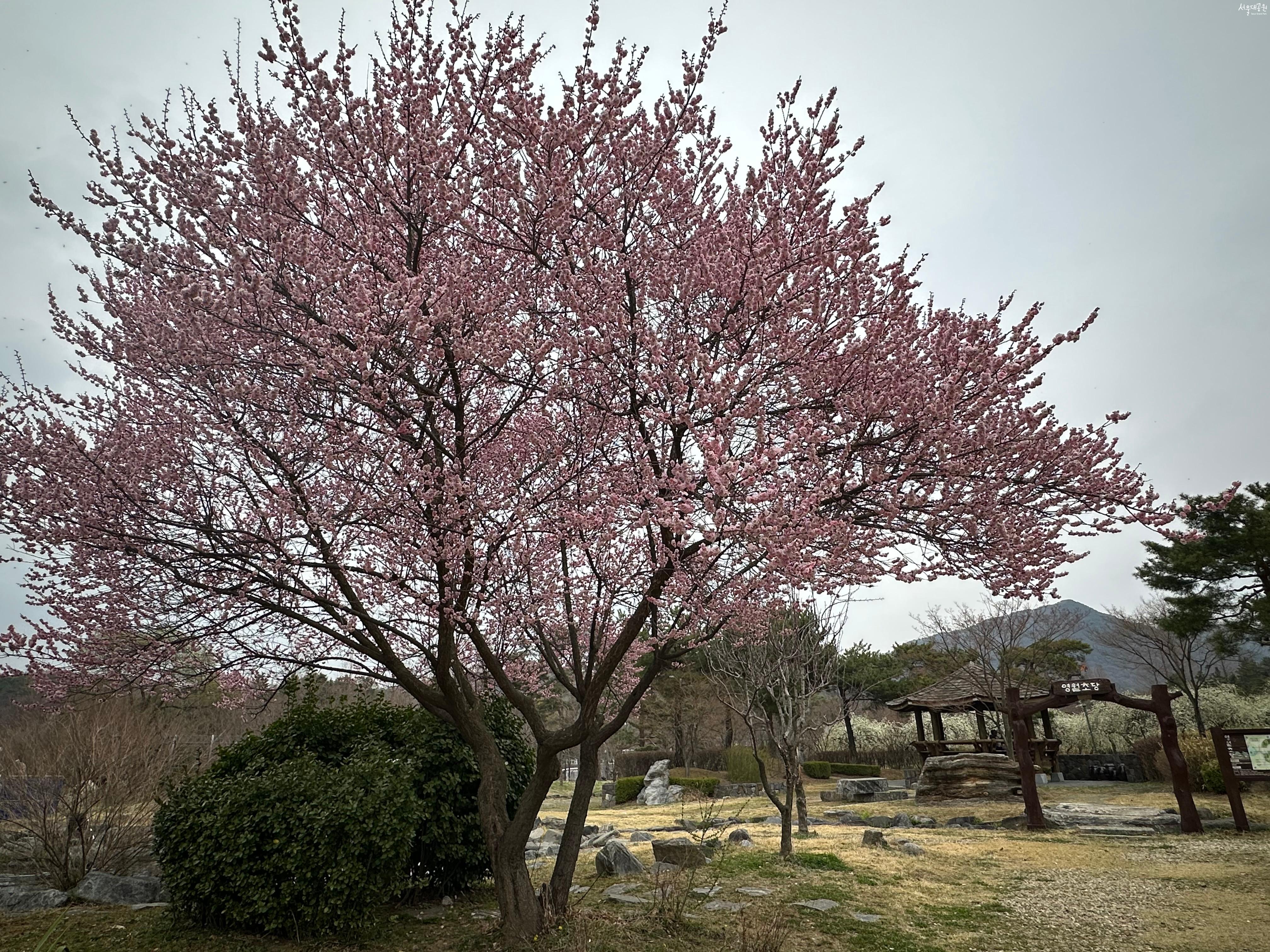 겹살구꽃2