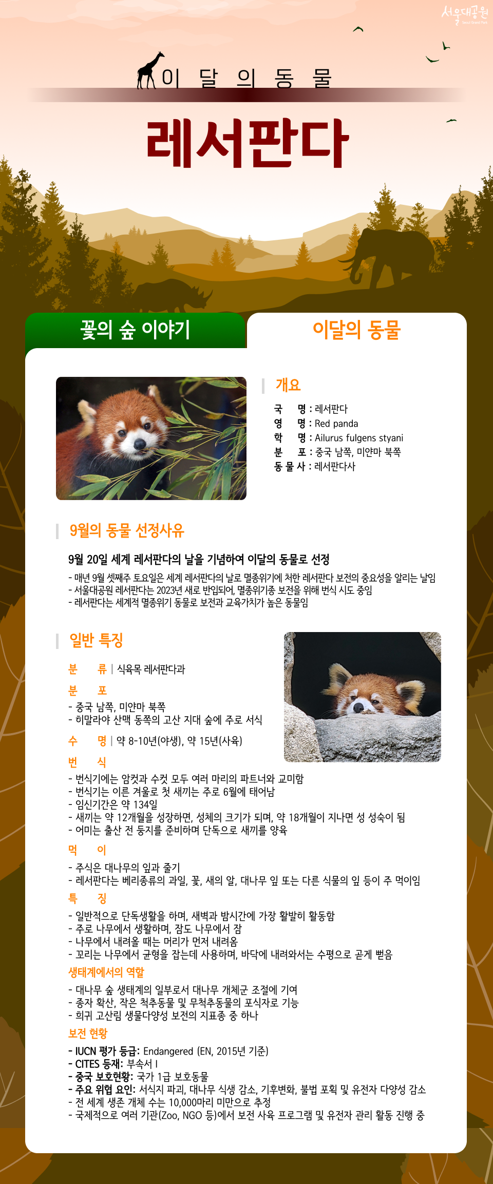 이달의동물 레서판다
01.개요
국명: 레서판다
영명: Red panda
학명: Ailurus fulgens styani
분포: 중국 남쪽, 미얀마 북쪽
동물사: 레서판다사
02.9월의 동물 선정사유
- 9월 20일 세계 레서판다의 날을 기념하여 이달의 동물로 선정
  ❍매년 9월 셋째주 토요일은 세계 레서판다의 날로 멸종위기에 처한 레서판다 보전의 중요성을 알리는 날임
  ❍ 서울대공원 레서판다는 2023년 새로 반입되어, 멸종위기종 보전을 위해 번식 시도 중임
  ❍ 레서판다는 세계적 멸종위기 동물로 보전과 교육가치가 높은 동물임

일반 특징

 ❍ 분    류 : 식육목 레서판다과
 ❍ 분    포 : 중국 남쪽, 미얀마 북쪽
                히말라야 산맥 동쪽의 고산 지대 숲에 주로 서식 
 ❍ 수    명 : 약 8-10년(야생), 약 15년(사육)
 ❍ 번    식 
    - 번식기에는 암컷과 수컷 모두 여러 마리의 파트너와 교미함
    - 번식기는 이른 겨울로 첫 새끼는 주로 6월에 태어남
    - 임신기간은 약 134일
    - 새끼는 약 12개월을 성장하면, 성체의 크기가 되며, 약 18개월이 지나면 성 성숙이 됨
&emsp;   - 어미는 출산 전 둥지를 준비하며 단독으로 새끼를 양육
 ❍ 먹    이 
    - 주식은 대나무의 잎과 줄기
    - 레서판다는 베리종류의 과일, 꽃, 새의 알, 대나무 잎 또는 다른 식물의 잎 등이   주 먹이임
 ❍ 특    징
    - 일반적으로 단독생활을 하며, 새벽과 밤시간에 가장 활발히 활동함
    - 주로 나무에서 생활하며, 잠도 나무에서 잠
    - 나무에서 내려올 때는 머리가 먼저 내려옴
    - 꼬리는 나무에서 균형을 잡는데 사용하며, 바닥에 내려와서는 수평으로 곧게 뻗음
  ❍ 생태계에서의 역할
&emsp;   - 대나무 숲 생태계의 일부로서 대나무 개체군 조절에 기여
&emsp;   - 종자 확산, 작은 척추동물 및 무척추동물의 포식자로 기능
&emsp;   - 희귀 고산림 생물다양성 보전의 지표종 중 하나
  ❍ 보전현황
&emsp;   - IUCN 평가 등급: Endangered (EN, 2015년 기준)
&emsp;   - CITES 등재: 부속서 I
&emsp;   - 중국 보호현황: 국가 1급 보호동물
&emsp;   - 주요 위협 요인: 서식지 파괴, 대나무 식생 감소, 기후변화, 불법 포획 및 유전자 다양성 감소
&emsp;   - 전 세계 생존 개체 수는 10,000마리 미만으로 추정
&emsp;   - 국제적으로 여러 기관(Zoo, NGO 등)에서 보전 사육 프로그램 및 유전자 관리 활동 진행 중
