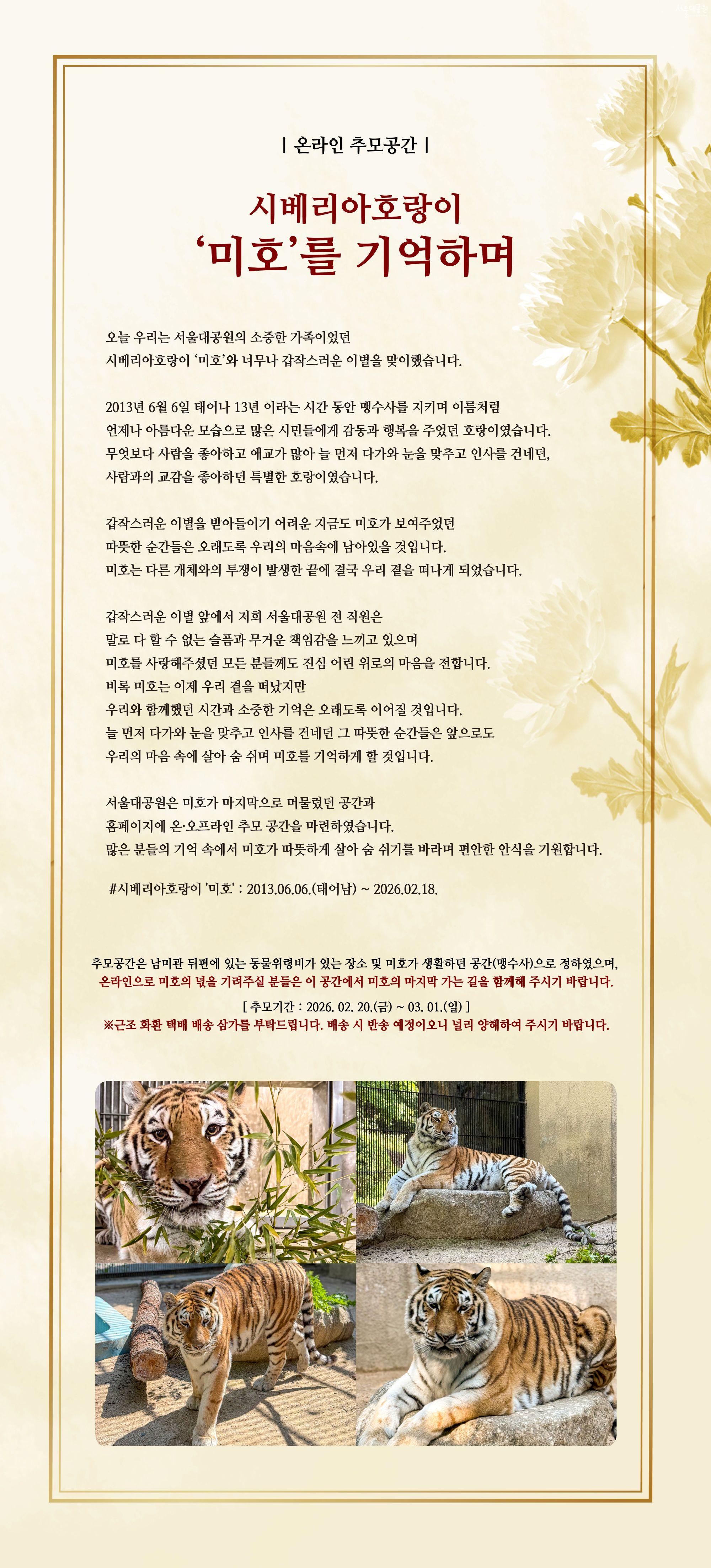 
[온라인 추모공간]

시베리아호랑이 &lsquo;미호&rsquo;를 기억하며

오늘 우리는 서울대공원의 소중한 가족이었던 시베리아호랑이 &lsquo;미호&rsquo;와 너무나 갑작스러운 이별을 맞이했습니다.

2013년 6월 6일 태어나 13년 이라는 시간 동안 맹수사를 지키며 이름처럼 언제나 아름다운 모습으로 많은 시민들에게 감동과 행복을 주었던 호랑이였습니다. 무엇보다 사람을 좋아하고 애교가 많아 늘 먼저 다가와 눈을 맞추고 인사를 건네던, 사람과의 교감을 좋아하던 특별한 호랑이였습니다.

갑작스러운 이별을 받아들이기 어려운 지금도 미호가 보여주었던 따뜻한 순간들은 오래도록 우리의 마음속에 남아있을 것입니다. 미호는 다른 개체와의 투쟁이 발생한 끝에 결국 우리 곁을 떠나게 되었습니다.

갑작스러운 이별 앞에서 저희 서울대공원 전 직원은 말로 다 할 수 없는 슬픔과 무거운 책임감을 느끼고 있으며 미호를 사랑해주셨던 모든 분들께도 진심 어린 위로의 마음을 전합니다. 비록 미호는 이제 우리 곁을 떠났지만 우리와 함께했던 시간과 소중한 기억은 오래도록 이어질 것입니다. 늘 먼저 다가와 눈을 맞추고 인사를 건네던 그 따뜻한 순간들은 앞으로도 우리의 마음 속에 살아 숨 쉬며 미호를 기억하게 할 것입니다.

서울대공원은 미호가 마지막으로 머물렀던 공간과 홈페이지에 온&middot;오프라인 추모 공간을 마련하였습니다. 많은 분들의 기억 속에서 미호가 따뜻하게 살아 숨 쉬기를 바라며 편안한 안식을 기원합니다.

 #시베리아호랑이 '미호' : 2013.06.06.(태어남) ~ 2026.02.18. 

 추모공간은 남미관 뒤편에 있는 동물위령비가 있는 장소 및 미호가 생활하던 공간(맹수사)으로 정하였으며, 온라인으로 미호의 넋을 기려주실 분들은 이 공간에서 미호의 마지막 가는 길을 함께해 주시기 바랍니다.
 [ 추모기간: 2026. 02. 20.(금)~03. 01.(일) ]
※근조 화환 택배 배송 삼가를 부탁드립니다. 배송 시 반송 예정이오니 널리 양해하여 주시기 바랍니다.

