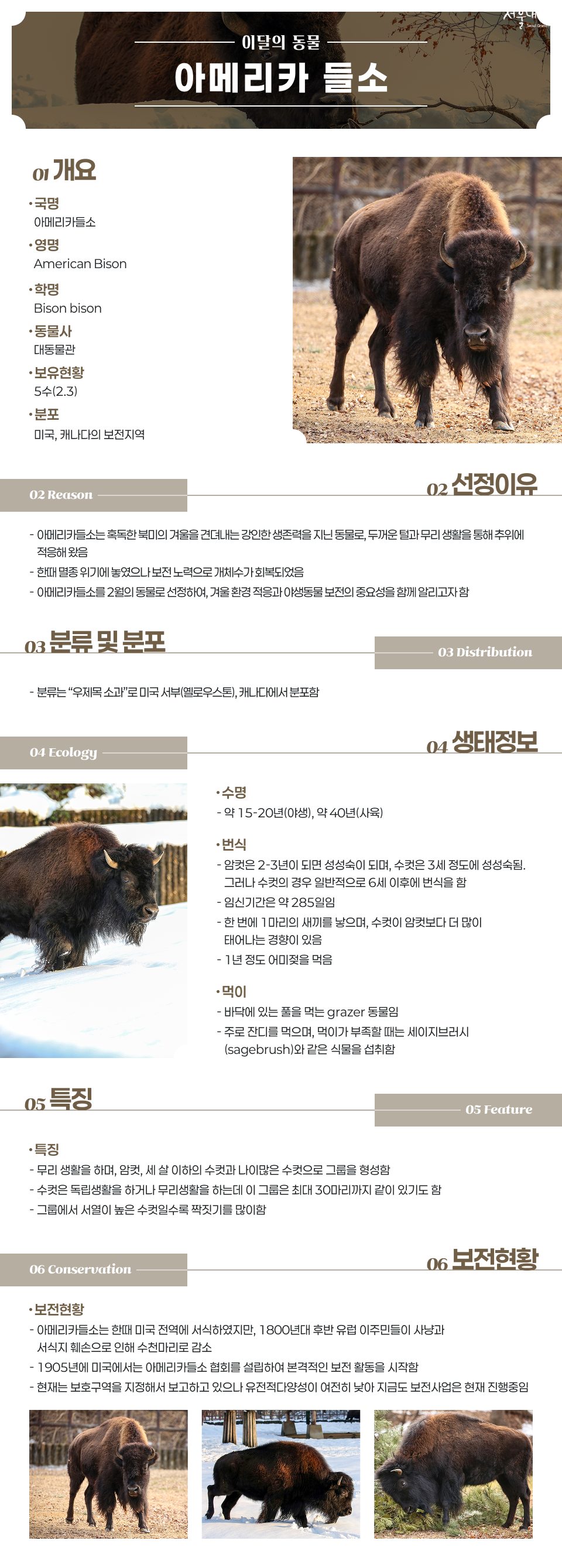 

이달의 동물 
아메리카 들소

01. 개요
&middot;국명 
아메리카들소

&middot;영명
 American Bison

&middot;학명
Bison bison

&middot;동물사 
대동물관

&middot;보유현황
5수(2.3)

&middot; 분포
미국, 캐나다의 보전지역

02. 선정이유
- 아메리카들소는 혹독한 북미의 겨울을 견뎌내는 강인한 생존력을 지닌 동물로, 두꺼운 털과 무리 생활을 통해 추위에 적응해 왔음
 - 한때 멸종 위기에 놓였으나 보전 노력으로 개체수가 회복되었음
 -  아메리카들소를 2월의 동물로 선정하여, 겨울 환경 적응과 야생동물 보전의 중요성을 함께 알리고자 함

03. 분류&분포
- 분류는 &ldquo;우제목 소과&rdquo;로 미국 서부(옐로우스톤), 캐나다에서 분포함

04. 생태정보
&middot; 수명
약 15-20년(야생), 약 40년(사육)

&middot;  번식
 - 암컷은 2-3년이 되면 성성숙이 되며, 수컷은 3세 정도에 성성숙됨. 
       그러나 수컷의 경우 일반적으로 6세 이후에 번식을 함
    - 임신기간은 약 285일임
    - 한 번에 1마리의 새끼를 낳으며, 수컷이 암컷보다 더 많이 태어나는 경향이 있음
    - 1년 정도 어미젖을 먹음

&middot; 먹이
 - 바닥에 있는 풀을 먹는 grazer 동물임
    - 주로 잔디를 먹으며, 먹이가 부족할 때는 세이지브러시(sagebrush)와 같은 
      식물을 섭취함

05. 특징
 - 무리 생활을 하며, 암컷, 세 살 이하의 수컷과 나이많은 수컷으로 그룹을 형성함
 - 수컷은 독립생활을 하거나 무리생활을 하는데 이 그룹은 최대 30마리까지 같이 있기도 함
 - 그룹에서 서열이 높은 수컷일수록 짝짓기를 많이함

06. 보전현황
 - 아메리카들소는 한때 미국 전역에 서식하였지만, 1800년대 후반 유럽 이주민들이 사냥과 서식지 훼손으로 인해 수천마리로 감소
     - 1905년에 미국에서는 아메리카들소 협회를 설립하여 본격적인 보전 활동을 시작함
     - 현재는 보호구역을 지정해서 보고하고 있으나 유전적다양성이 여전히 낮아 지금도 보전사업은 현재 진행중임

