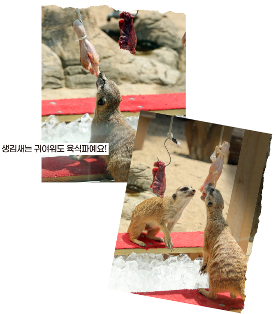 생김새는 귀여워도 육식파예요!