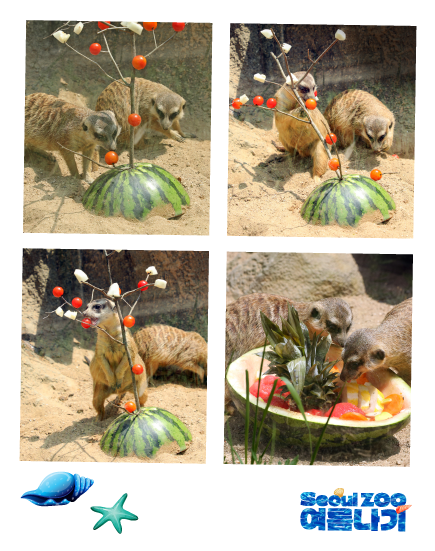 미어캣 여러 마리가 과일을 먹고 있는 모습