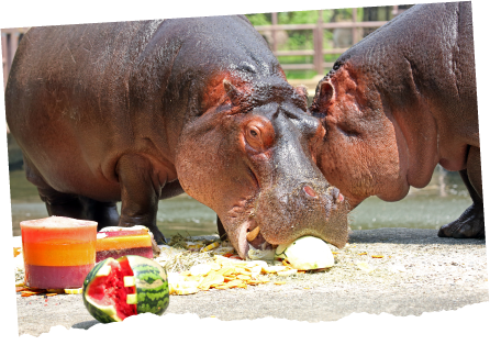 두 마리 하마가 수박을 먹고 있는 모습